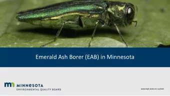 Emerald Ash Borer (EAB) in Minnesota  www.eqb.state.mn.us/eab  Page 4  Introduction to the Report