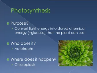 Purpose?  Convert light energy into stored chemical  energy (=glucose) that the plant can use