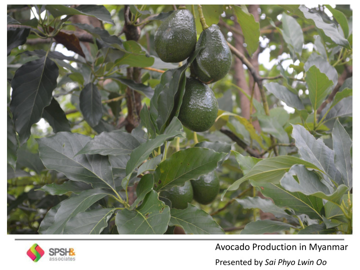 avocado production in myanmar