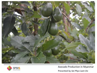 Avocado Production in Myanmar Presented by Sai Phyo Lwin Oo  The Reasons Why I Chose Avocado  1.