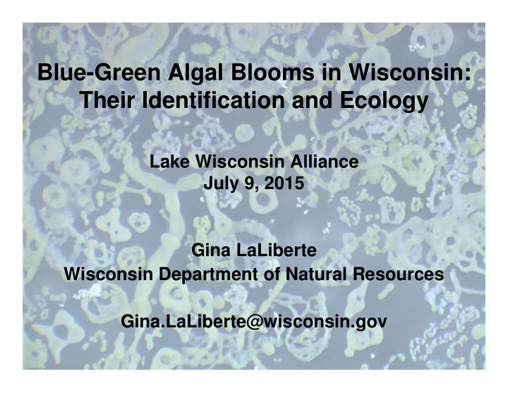 blue green algal blooms in wisconsin their identification