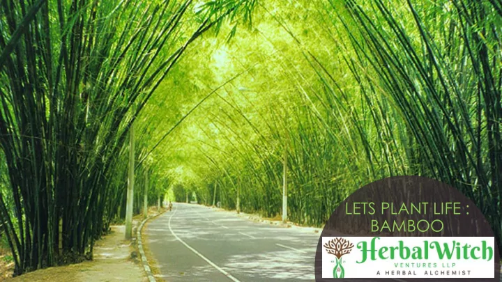 lets plant life bamboo bamboo products forestry