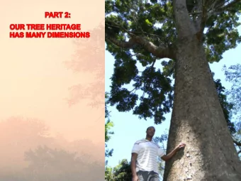 Centurion  Hyperion tree  tree  115.6m tall  99m tall  Magoebas-  kloof Giants  81.5m tall  Tule