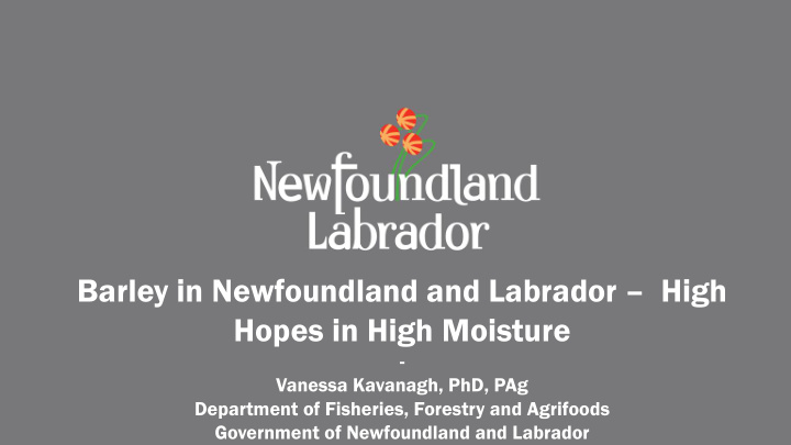 barley in newfoundland and labrador high hopes in high