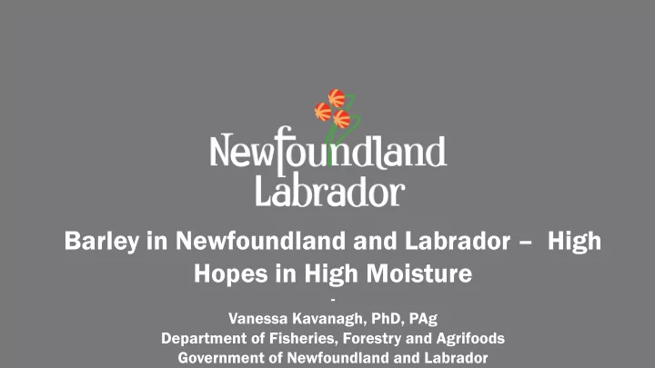 barley in newfoundland and labrador high hopes in high