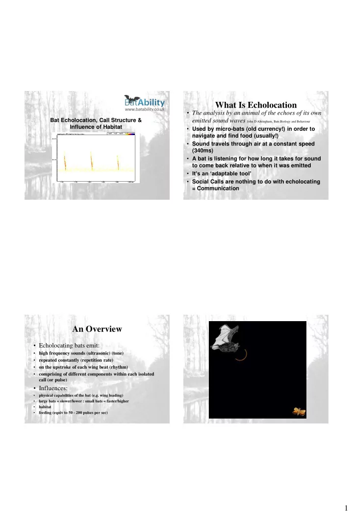 what is echolocation