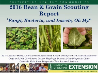 ON-FARM SCOUTING of DRY BEANS 5  Locations:  Alburgh, VT - 18 varieties  Glover, VT- 16