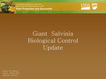 Giant  Salvinia  Biological Control  Update  Dewey W. Murray  USDA, APHIS, PPQ  Phoenix, Arizona