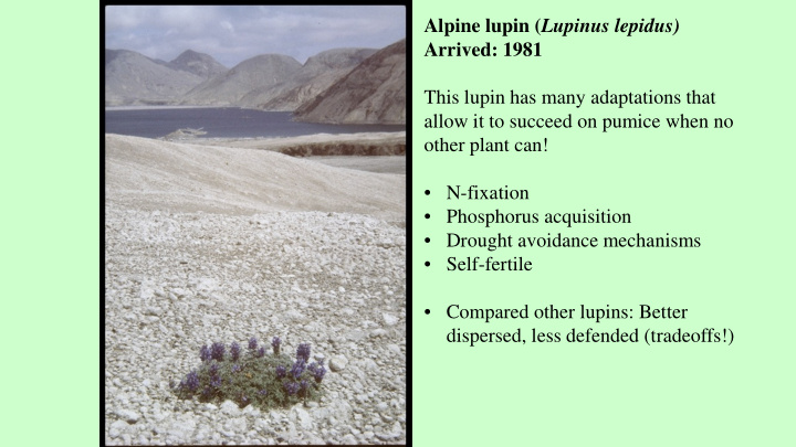 alpine lupin lupinus lepidus arrived 1981 this lupin has