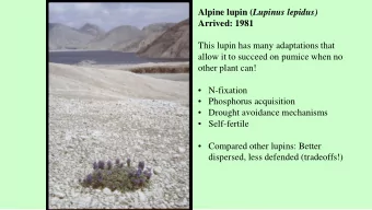 Alpine lupin ( Lupinus lepidus)  Arrived: 1981  This lupin has many adaptations that  allow it to