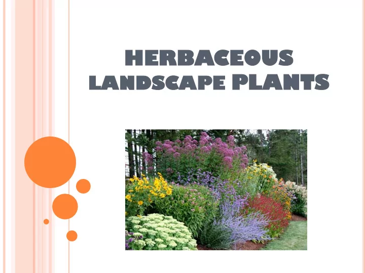 herba rbaceou eous ndscape pl plants ts