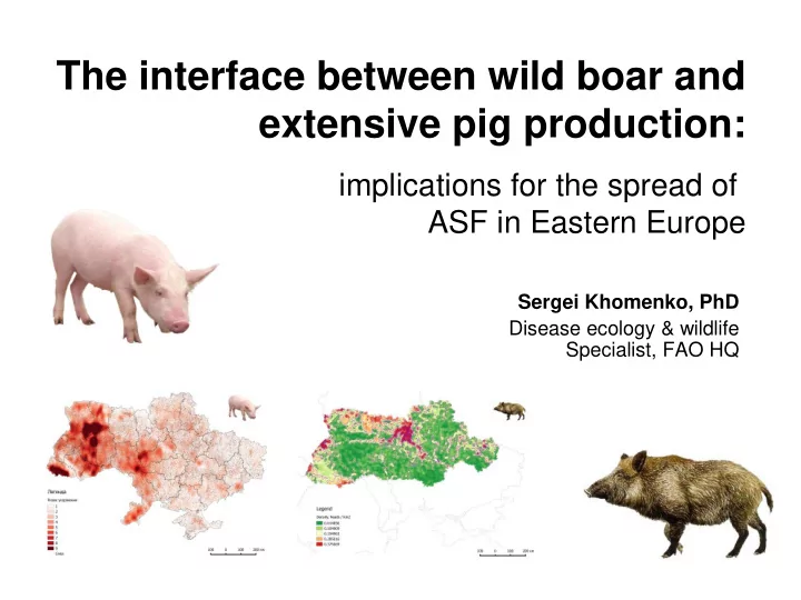 the interface between wild boar and extensive pig