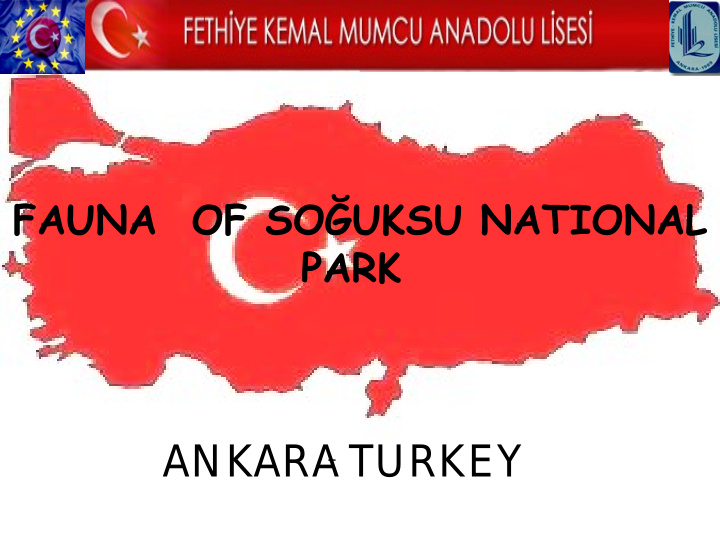 ankara turkey among the wildlife that is found in the