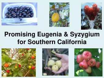 Promising Eugenia &amp; Syzygium  for Southern California  Eugenia &amp; Syzygium  Eugenia is a