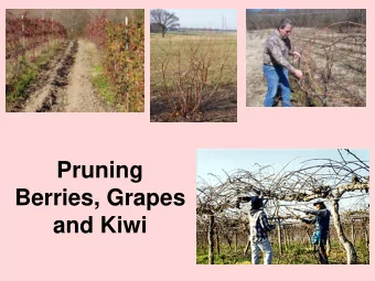 Berries, Grapes  and Kiwi  Pruning Blueberries  Prune to an open vase shape, leaving 4  to 6