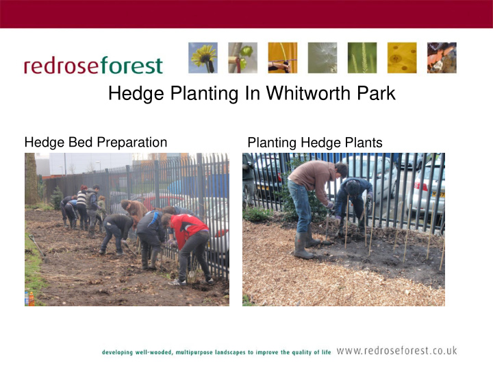 hedge planting in whitworth park