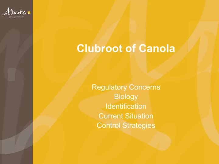 clubroot of canola
