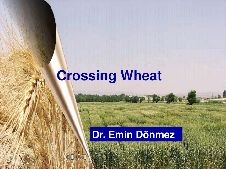 crossing wheat