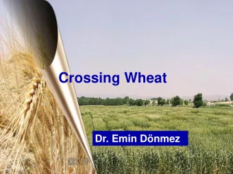Crossing Wheat  Dr. Emin Dnmez  Wheat breeder must?  Good observer,  Medium Intelligent (s)