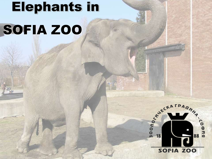 elephants in sofia zoo