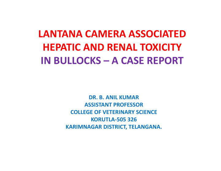 lantana camera associated hepatic and renal toxicity in