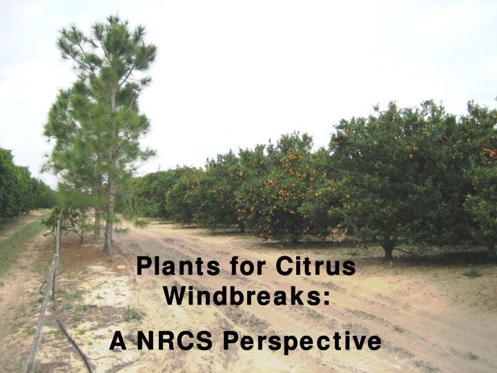 plants for citrus plants for citrus windbreaks windbreaks