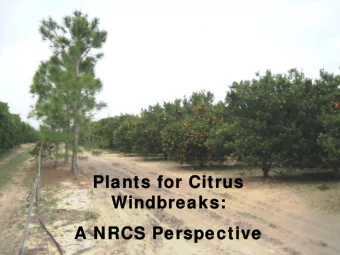 Plants for Citrus  Plants for Citrus  Windbreaks:  Windbreaks:  A NRCS Perspective  A NRCS