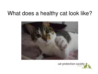 What does a healthy cat look like?  Eyes, mouth and ears  Clear and bright eyes  Clean ears