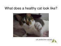 what does a healthy cat look like eyes mouth and ears