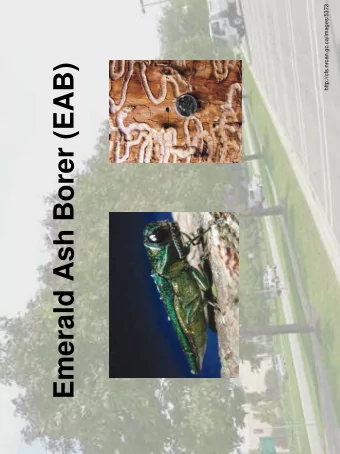 Emerald Ash Borer (EAB)  EAB Information  Affects weak and healthy Ash species.  Beetles do