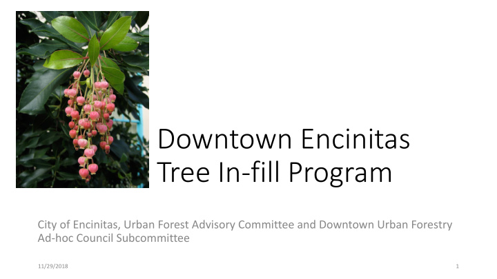 downtown encinitas tree in fill program