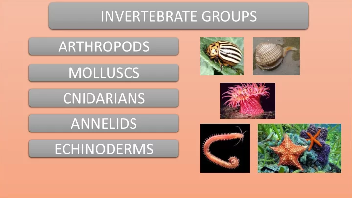 arthropods molluscs