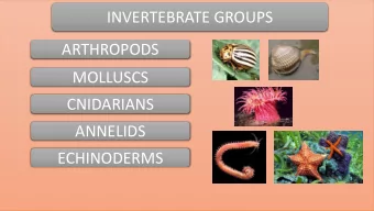 ARTHROPODS  MOLLUSCS  CNIDARIANS  ANNELIDS  ECHINODERMS  INVERTEBRATE GROUPS  ARTHROPODS  insects