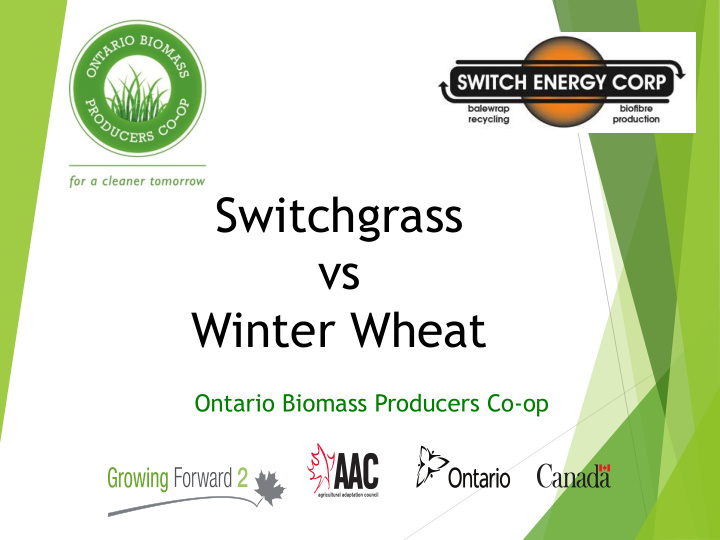 switchgrass vs winter wheat