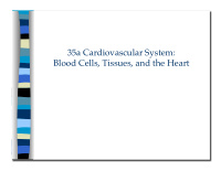 blood cells tissues and the heart 35a cardiovascular