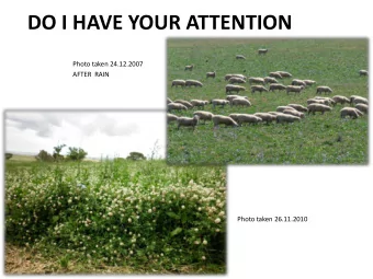 DO I HAVE YOUR ATTENTION  Photo taken 24.12.2007  AFTER  RAIN  Photo taken 26.11.2010  SHEEP