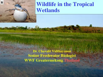 Wildlife in the Tropical  wwfthai.  Wetlands  org Dr . Chavalit Vidthayanon  Senior Freshwater