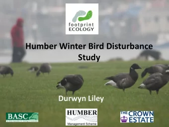 Humber Winter Bird Disturbance  Study  Durwyn Liley  Disturbance  Difficult to define