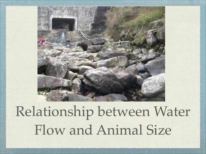 relationship between water flow and animal size variables
