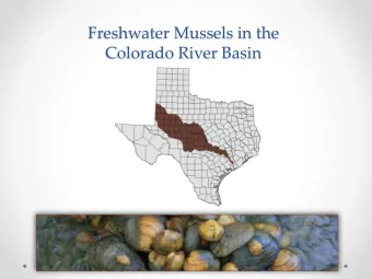 Colorado River Basin  Characterizing the Colorado River Basin  3 rd largest river basin in Texas
