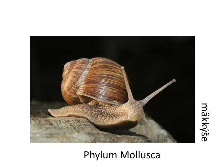 m kk e phylum mollusca general characteristics