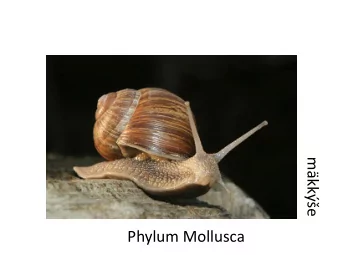 mkke  Phylum Mollusca  General characteristics  - molluscus  soft (latin)  -  second