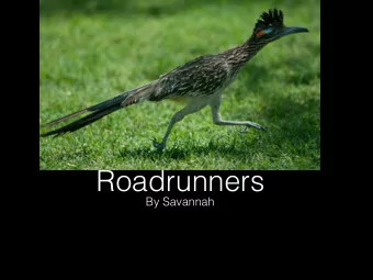 Roadrunners  By Savannah  Cool facts  The talents that a roadrunner  has is that it can go up to