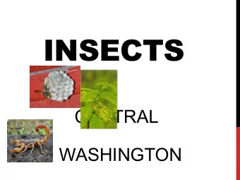 INSECTS  OF  CENTRAL  WASHINGTON  Insects are arthropods.  What makes it an arthropod?  Arthto