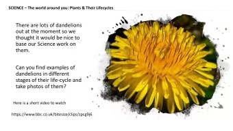 base our Science work on  them.  Can you find examples of  dandelions in different  stages of their
