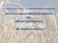 an interna onal research ini a ve for wheat improvement