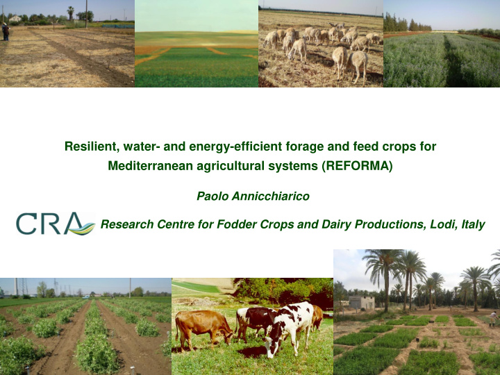 resilient water and energy efficient forage and feed