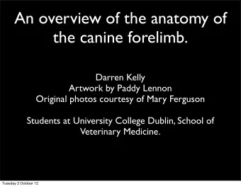 An overview of the anatomy of  the canine forelimb.  Darren Kelly  Artwork by Paddy Lennon