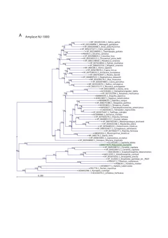A  Amylase NJ-1000 B Amylase ML-100  C  Enteropeptidase NJ-1000  D  Enteropeptidase ML-100 E