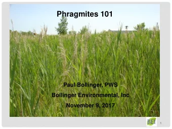 Phragmites 101  Paul Bollinger, PWS  Bollinger Environmental, Inc  November 9, 2017  1  WHAT DOES